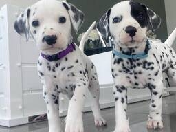 Wunderschöne Dalmatinerwelpen zu verkaufen! Update: Ein Rüde ist jetzt verfügbar, vollstä