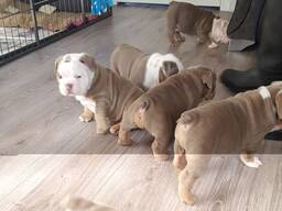 Wunderschöne englische Bulldoggenwelpen. Whatsapp uns unter: