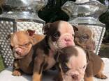 Wunderschöne englische Bulldoggenwelpen. Whatsapp uns unter: - фото 1