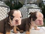 Wunderschöne englische Bulldoggenwelpen. Whatsapp uns unter: - фото 3