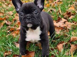 Французского бульдога