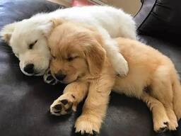 Wunderschöne Golden-Retriever-Welpen abzugeben. Kontaktieren Sie mich per