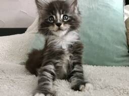 Maine-Coon-Kätzchen