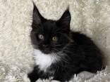 Maine-Coon-Kätzchen - фото 1