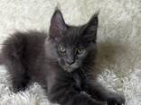 Maine-Coon-Kätzchen - фото 3