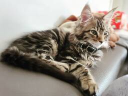 **Wunderschöne Maine-Coon-Kätzchen suchen ein liebevolles Zuhause**