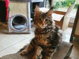 **Wunderschöne Maine-Coon-Kätzchen suchen ein liebevolles Zuhause** - photo 1