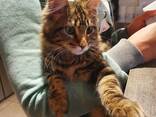 **Wunderschöne Maine-Coon-Kätzchen suchen ein liebevolles Zuhause** - photo 2