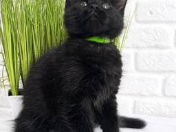 Wunderschöne Maine Coon kätzchen zu verkaufen