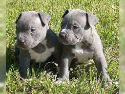 Liebe Pitbull-Welpen suchen ein gutes Zuhause