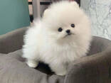 Wunderschöne Pomeranian Welpen Bereit - фото 1