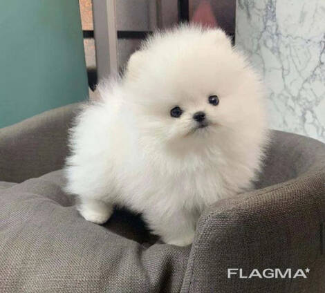 Wunderschöne Pomeranian Welpen Bereit