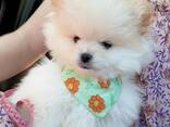 Absolutely Szpic Pomeranian Welpen, - фото 3