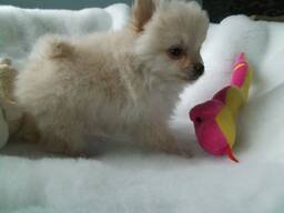 Wunderschöne Pommersche Welpen. Whatsapp uns unter: