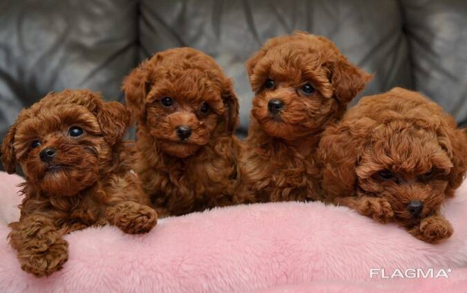 Wunderschöne Pudel Welpen abzugeben