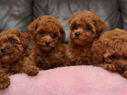 Wunderschöne Pudel Welpen abzugeben