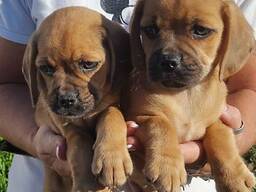 Wunderschöne Puggle-Welpen