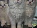 Wunderschöne Ragdoll-Kätzchen abzugeben! - фото 1