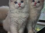 Wunderschöne Ragdoll-Kätzchen abzugeben! - фото 2