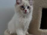Wunderschöne Ragdoll-Kätzchen abzugeben! - фото 3