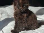 Wunderschöne schwarz-braune Maine-Coon-Kätzchen (männlich und weiblich) suchen ein liebevo - фото 1