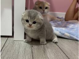 Wunderschöne Scottish Fold/Straight Kätzchen zu verkaufen