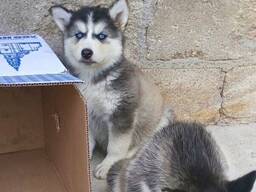 Wunderschöne Siberian Husky Welpen.