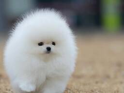 Pomeranian-Welpen zu verkaufen