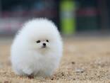Pomeranian-Welpen zu verkaufen - photo 1