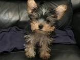 Щенки йоркширского терьера ищут новый дом - фото 1