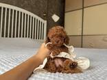 Wunderschöne Zwergpudelwelpen zu verkaufen - фото 3