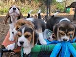 Wunderschöne Beagle-Welpen - photo 3