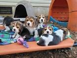 Wunderschöne Beagle-Welpen - photo 1