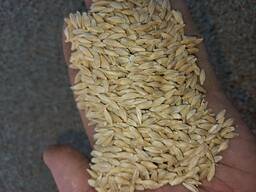 Ячмень Пивоваренный