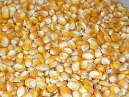 Yellow corn non gmo