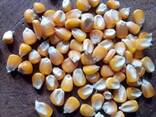 Yellow corn non gmo - photo 2