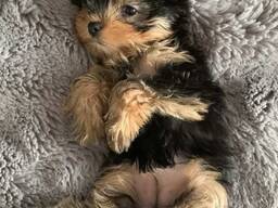 Yorkshire Terrier Welpen, 10 Wochen