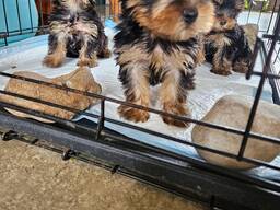 Yorkshire Terrier Welpen, 10 Wochen alt.