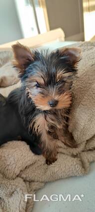Yorkshire Terrier Welpen
