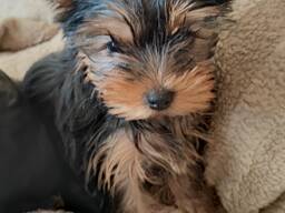 Yorkshire Terrier Welpen
