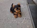Yorkshire-Terrier-Welpen aus liebevoller Familienaufzucht - фото 3