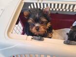Yorkshire-Terrier-Welpen aus liebevoller Familienaufzucht - фото 2
