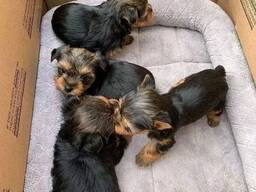 Yorkshire Terrier Welpen