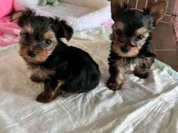 Yorkshire Terrier Welpen (Teacup) zu verkaufen.