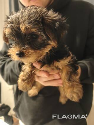 Yorkshire-Terrier-Welpen zu verkaufen