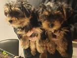 Yorkshire-Terrier-Welpen zu verkaufen - фото 3