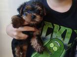 Yorkshire-Terrier-Welpen zu verkaufen - фото 7