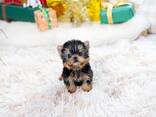 Yorkshire-Terrier-Welpen zu verkaufen – reinrassig und gesund - photo 1