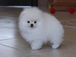 Pomeranian-Welpen aus Spzit zu verkaufen - photo 1