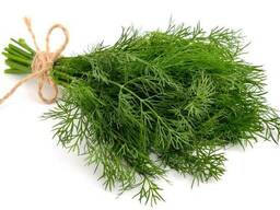 Зелень оптом из Узбекистана. Прямые поставки